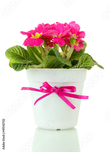 Photo: Beautiful pink primula in flowerpot, isolated on white Beautiful pink primula in flowerpot, isolated on white