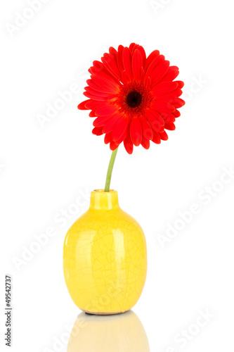Photo: Beautiful Gerber flower isolated on white Beautiful Gerber flower isolated on white