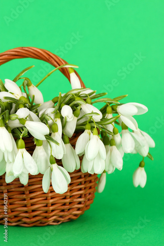 Photo: Spring snowdrop flowers in wicker basket, on color background Spring snowdrop flowers in wicker basket, on color background