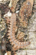 Flat-backed millipede, Polydesmidae on wood, extreme close-up