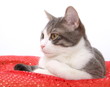 Hauskatze