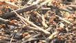 ant hill