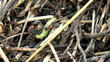 ant hill