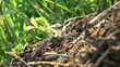 ant hill