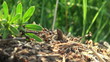 ant hill