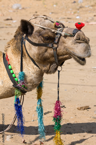 Photo: Camel at the Pushkar Fair , Rajasthan, India Camel at the Pushkar Fair , Rajasthan, India