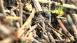 ant hill