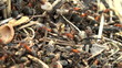 ant hill