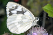 Foto: Butterfly on a flower Butterfly on a flower