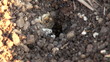 ant hill