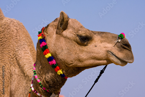 Photo: Camel at the Pushkar Fair , Rajasthan, India Camel at the Pushkar Fair , Rajasthan, India