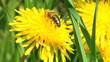 Working bee collecting pollen from a dandelion