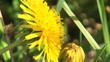 Video: Working bee collecting pollen from a dandelion Working bee collecting pollen from a dandelion
