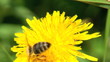 Video: Working bee collecting pollen from a dandelion Working bee collecting pollen from a dandelion