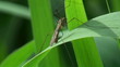 Video: The marsh mosquito on a reed The marsh mosquito on a reed