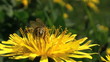 Video: Working bee collecting pollen from a dandelion Working bee collecting pollen from a dandelion