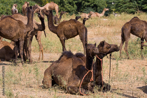 Photo: Camel at the Pushkar Fair , Rajasthan, India Camel at the Pushkar Fair , Rajasthan, India