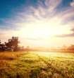 Meadow on sunrise