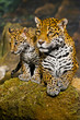 Jaguar Cubs