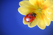 Ladybug