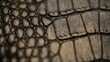 Video: Crocodile skin, macro. Dolly shot Crocodile skin, macro. Dolly shot