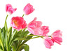 close-up pink tulips isolated on white