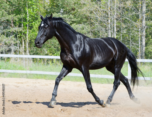 Photo: Black stallion in motion Black stallion in motion