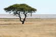 Lonely tree landscape