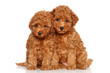 Poodle puppies