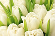 Tulipany