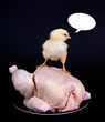 Küken auf Suppenhuhn