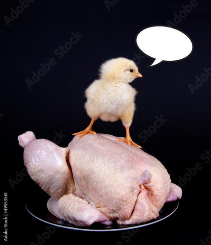 Photo: Küken auf Suppenhuhn Küken auf Suppenhuhn