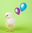 Küken mit Luftballon