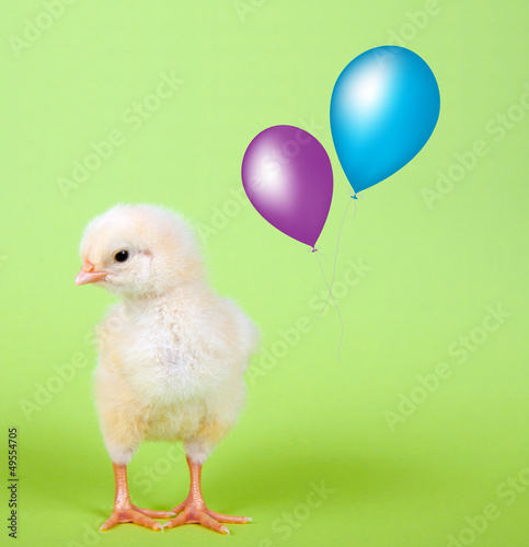 Photo: Küken mit Luftballon Küken mit Luftballon