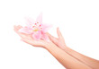 Photo: Women's arm holding pink lily flower Women's arm holding pink lily flower