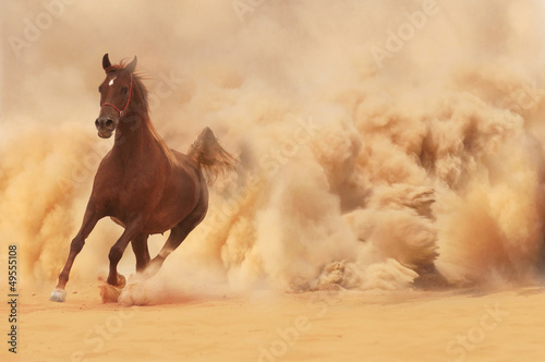 Fototapeta Arabian horse running out of the Desert Storm