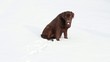 Chocolate labrador