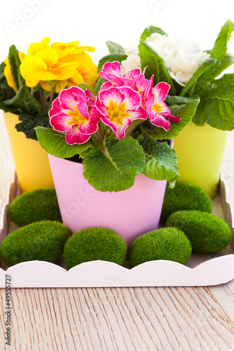 Photo: spring flowers spring flowers