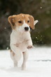 Foto: Beaglewelpe im Galopp Beaglewelpe im Galopp