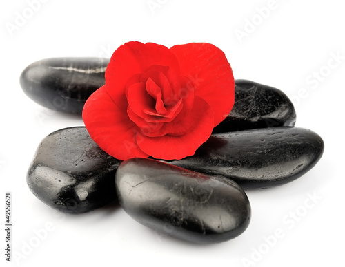 Photo: Stones and begonia flower Stones and begonia flower