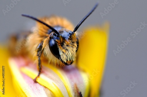 Photo: Biene auf Blüte Biene auf Blüte