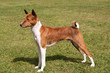 brindle dog standing to attention