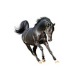 black arab horse isolated on white