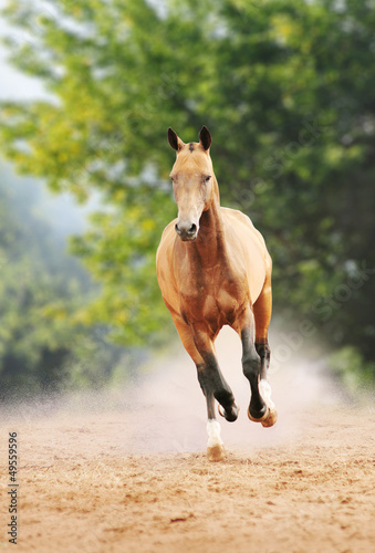 Photo: horse galloping in the dust horse galloping in the dust
