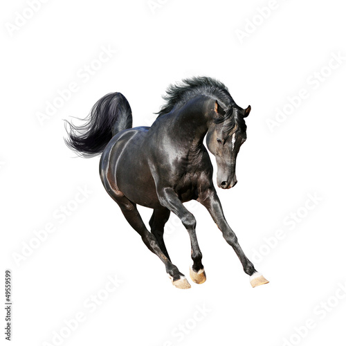 Photo: black arab horse isolated on white black arab horse isolated on white
