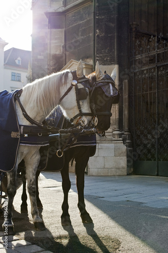 Photo: Fiakerhorses in Front of "Stephansdom Cathedral" of Vienna Fiakerhorses in Front of "Stephansdom Cathedral" of Vienna