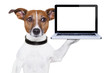 computer dog