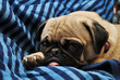 Young Pug Laying on a Blue Blanket