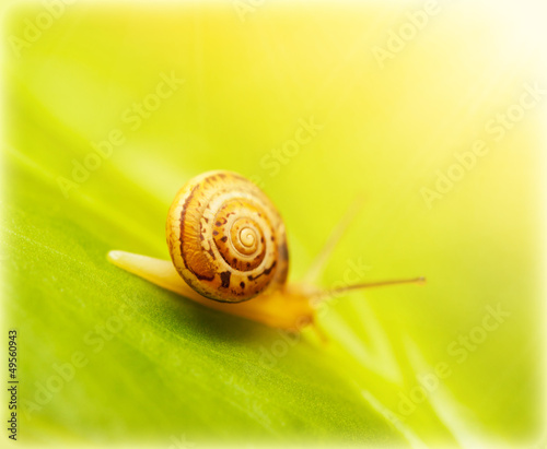Photo: Snail on green leaf Snail on green leaf