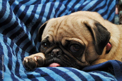Photo: Young Pug Laying on a Blue Blanket Young Pug Laying on a Blue Blanket